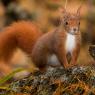 Scoiattolo - Eurasian red squirrel (Sciurus vulgaris)