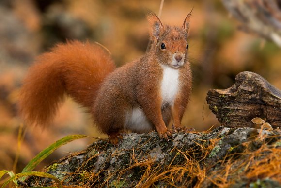 Scoiattolo - Eurasian red squirrel (Sciurus vulgaris)
