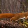 Scoiattolo - Eurasian red squirrel (Sciurus vulgaris)