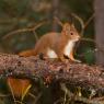 Scoiattolo - Eurasian red squirrel (Sciurus vulgaris)