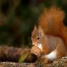 Scoiattolo - Eurasian red squirrel (Sciurus vulgaris)