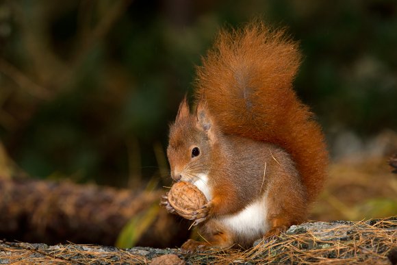 Scoiattolo - Eurasian red squirrel (Sciurus vulgaris)