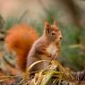 Scoiattolo - Eurasian red squirrel (Sciurus vulgaris)