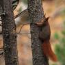 Scoiattolo - Eurasian red squirrel (Sciurus vulgaris)