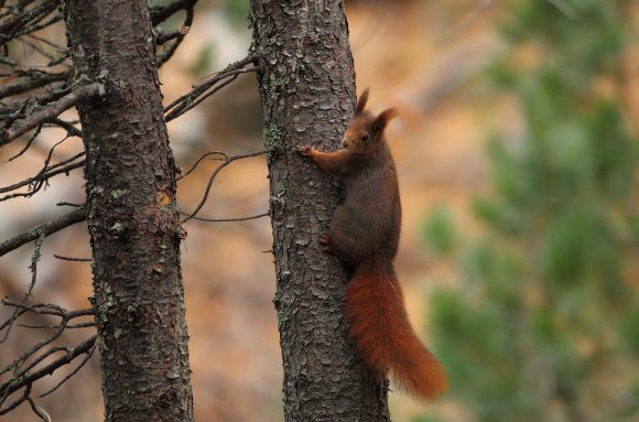 Scoiattolo - Eurasian red squirrel (Sciurus vulgaris)