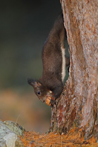 Scoiattolo - Eurasian red squirrel (Sciurus vulgaris)