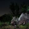 Istrice - Crested Porcupine