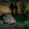 Istrice - Crested Porcupine