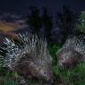 Istrice - Crested Porcupine