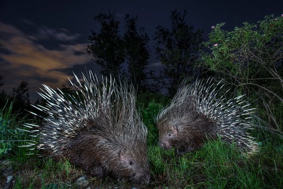 Istrice - Crested Porcupine