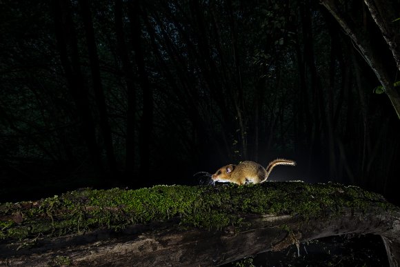 Moscardino - Hazel dormouse