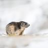 Marmotta - Marmot