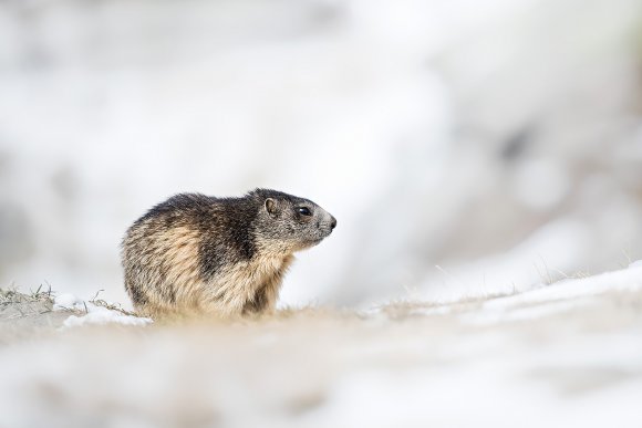 Marmotta - Marmot