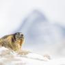 Marmotta - Marmot