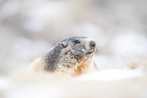 Marmotta - Marmot