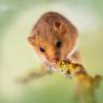 Moscardino - Hazel dormouse