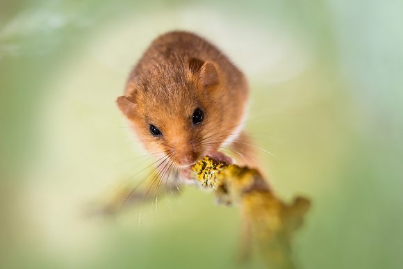 Moscardino - Hazel dormouse