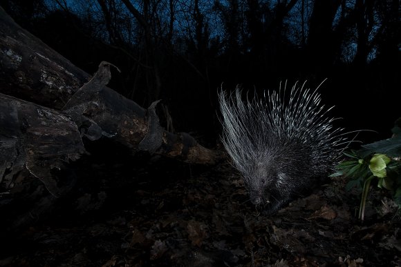 Istrice - Crested porcupine (Hystrix cristata)