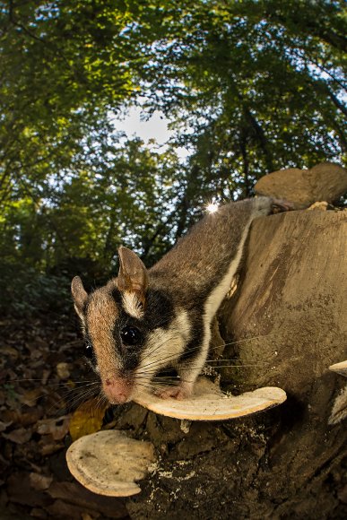 Quercino - Garden dormouse