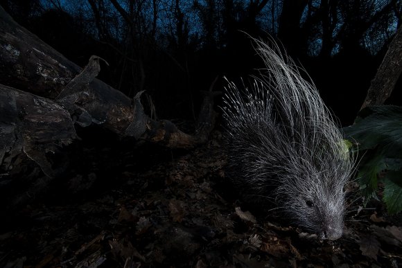 Istrice - Crested porcupine (Hystrix cristata)