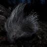 Istrice - Crested porcupine (Hystrix cristata)