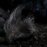 Istrice - Crested porcupine (Hystrix cristata)