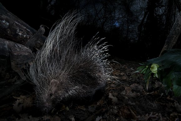 Istrice - Crested porcupine (Hystrix cristata)