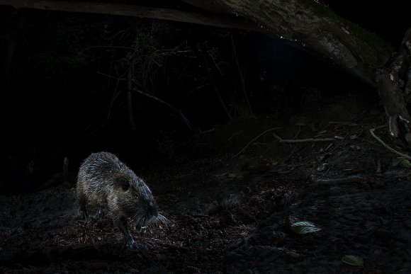 Nutria - Coypu