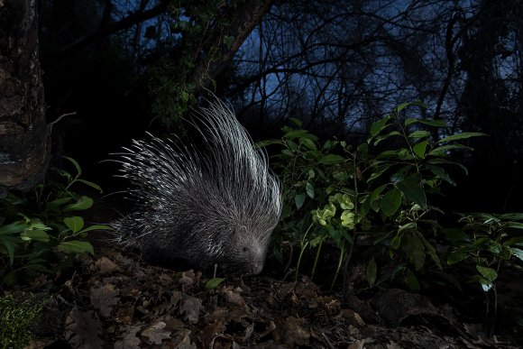 Istrice - Crested porcupine (Hystrix cristata)