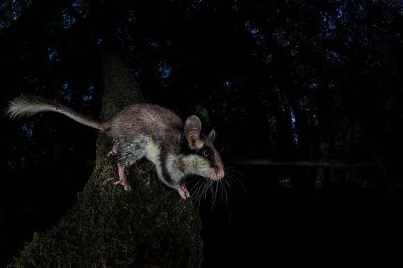 Quercino - Garden dormouse