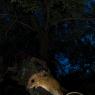 Topo selvatico - Wood mice