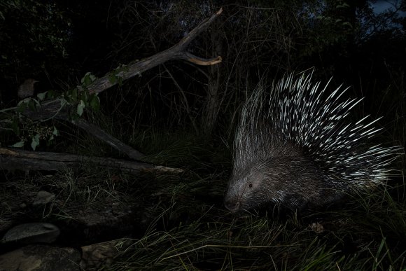 Istrice - Crested porcupine