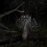 Istrice - Crested porcupine