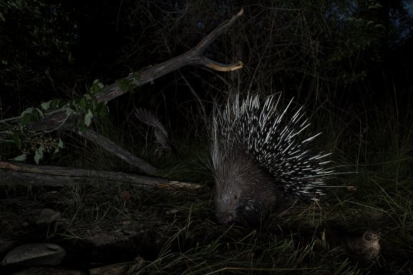 Istrice - Crested porcupine