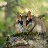 Topo quercino - Garden dormouse (Eliomys quercinus)