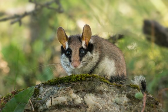 Topo quercino - Garden dormouse (Eliomys quercinus)