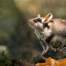 Topo quercino - Garden dormouse (Eliomys quercinus)