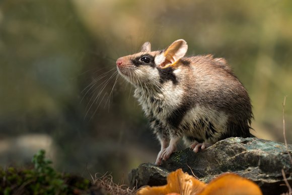 Topo quercino - Garden dormouse (Eliomys quercinus)