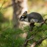 Topo quercino - Garden dormouse (Eliomys quercinus)