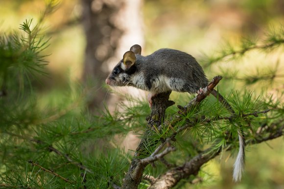 Topo quercino - Garden dormouse (Eliomys quercinus)