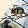 Topo quercino - Garden dormouse (Eliomys quercinus)