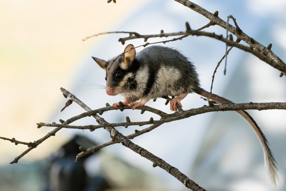 Topo quercino - Garden dormouse (Eliomys quercinus)