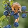 Moscardino - Hazel dormouse (Muscardinus avellanarius)