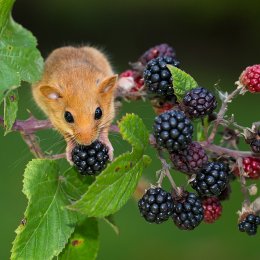 Moscardino - Hazel Dormouse