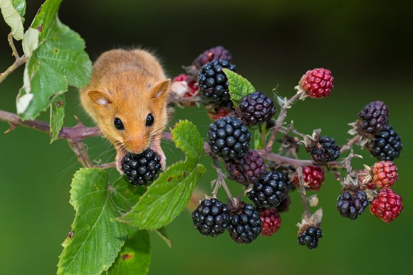 Moscardino - Hazel dormouse (Muscardinus avellanarius)