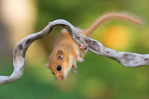 Moscardino - Hazel dormouse (Muscardinus avellanarius)