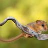 Moscardino - Hazel dormouse (Muscardinus avellanarius)