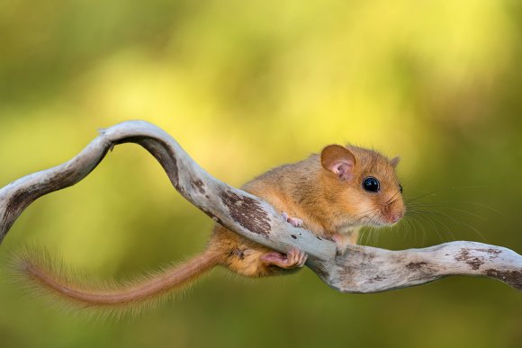 Moscardino - Hazel dormouse (Muscardinus avellanarius)