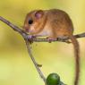 Moscardino - Hazel dormouse (Muscardinus avellanarius)