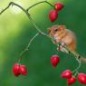 Moscardino - Hazel dormouse (Muscardinus avellanarius)